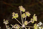 Coastal plain angelica